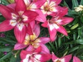 Pink lillies Royalty Free Stock Photo