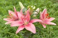 Pink lillies with its bud. Royalty Free Stock Photo