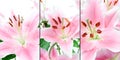 Pink Lillies Montage Royalty Free Stock Photo