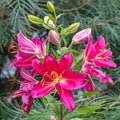 Dark pink Lilly flowers in light rain Royalty Free Stock Photo