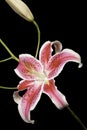 Pink Lilly Royalty Free Stock Photo