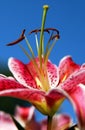 Pink Lilly 2 Royalty Free Stock Photo