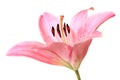 Pink lilly