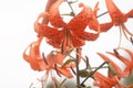 Orange lily flowers close up. Royalty Free Stock Photo
