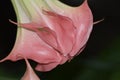 Pink lilly flower on bloom