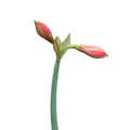 Pink lilly flower bud on isolated white Royalty Free Stock Photo