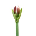Pink lilly flower bud on white background Royalty Free Stock Photo