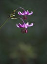 Pink lilly flower Royalty Free Stock Photo