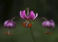 Pink lilly flower Royalty Free Stock Photo