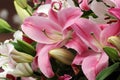 Pink lilly flower Royalty Free Stock Photo