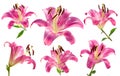 Pink lilly flower collection Royalty Free Stock Photo