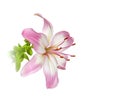 Pink lilly flower fresh blossom closeup isolated on white background Royalty Free Stock Photo
