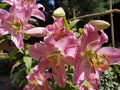 Pink lilly flower head, fresh summer petal, closeup beauty in nature , natural summer background