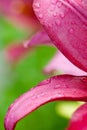 Pink lilly flower with water drops Royalty Free Stock Photo