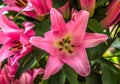 Pink lilly in the garden Royalty Free Stock Photo