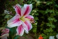 Pink lilly in the garden,Lily joop flowers,Lilium oriental joop.lily flower tropical plant blooming in the garden Royalty Free Stock Photo