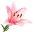 Pink lilly isolated