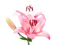 Pink lilly isolated on white Royalty Free Stock Photo