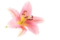 Pink lily Royalty Free Stock Photo