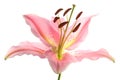 Pink Lily Royalty Free Stock Photo