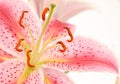 Pink Lily Royalty Free Stock Photo