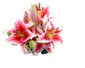 Pink lily on black background, lilium, stargazer lily bouquet, fragrant flowers