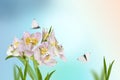 An pink lily on a blurry soft blue-green background. a white butterfly flies over a beautiful flower in the early morning.Spring p Royalty Free Stock Photo