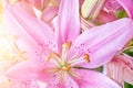 Pink lily bright sunny day, background, flowers close up, pistil and stamens Royalty Free Stock Photo