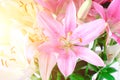 Pink lily bright sunny day, background, flowers close up, pistil and stamens Royalty Free Stock Photo