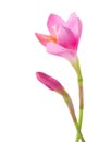 Pink lily with bud isolated on a white background. Zephyranthes carinata