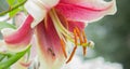 Pink lily close-up and bee. A pink rain lily flower with tiny bees