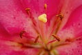pink lily close up Royalty Free Stock Photo