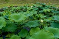 Pink lily with closed petals in pond with lily pads Royalty Free Stock Photo