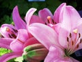 Pink Lily Couplet