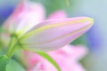 Pink lily dream Royalty Free Stock Photo