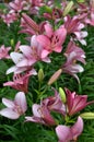 Pink lily flourish- bright flowers in blossom in flowerbed, blooming, vertical floral background Royalty Free Stock Photo