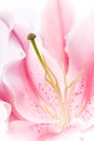 Pink lily flower Royalty Free Stock Photo