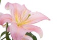 Pink lily flower Royalty Free Stock Photo