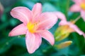 The pink lily flower Royalty Free Stock Photo
