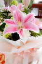 Pink lily flower