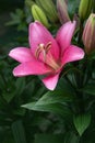 Pink lily flower. Beautiful lily flower in the garden. Lily Lilium hybrids flower