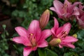 Pink lily flower. Beautiful lily flower in the garden. Lily Lilium hybrids flower