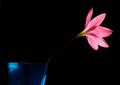 Pink Lily flower in bloom Royalty Free Stock Photo