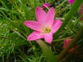 Pink lily flower blooming in green grass growing in garden, grass background, closeup of beautiful petals and pollens photography Royalty Free Stock Photo