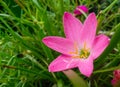 Pink lily flower blooming, green plant growing in garden, grass background, closeup of beautiful petals and pollens photography Royalty Free Stock Photo