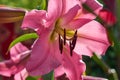 A pink lily flower blossomed out of a bulb.