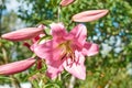 A pink lily flower blossomed out of a bulb.