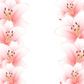 Pink Lily Flower Border isolated on White Background. Vector Illustration Royalty Free Stock Photo