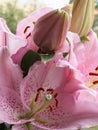 Pink lily flower with bud, close-up