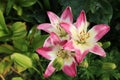 Pink lily flower